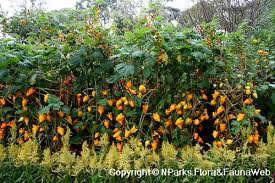 Image result for Solanum mammosum