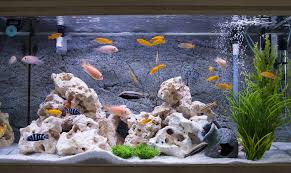 Voir plus d'idées sur le thème paludarium, aquarium, aquarium décoration. How To Decorate A Fish Tank With Household Items It S A Fish Thing