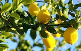 Maybe you would like to learn more about one of these? The Best Fertilizer For Citrus Trees Maximum Growth Fruit