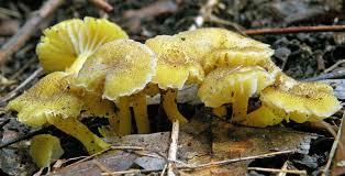 Image result for Micrococca capensis
