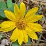 Image result for Tithonia tubaeformis