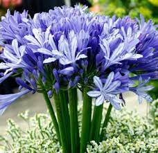 Buy Beautiful Agapanthus Blue Purple Flowers Online Whole Blossoms Purple Succulents Wholesale Flowers Blue And Purple Flowers