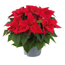 Image result for Euphorbia pulcherrima