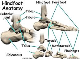 The talus or ankle bone is an irregularly shaped bone which forms the link between the foot and the leg through the ankle joint. A Patient S Guide To Foot Anatomy 2020 Orthonorcal Los Gatos Capitola Morgan Hill Watsonville Ca