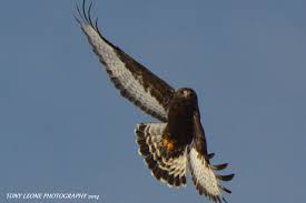 Birds Of Prey Upstate New York Dark Colored Rough Legged Hawk Taken 2 10 2014 In Lafargville Upstate New York Hawk Color Dark