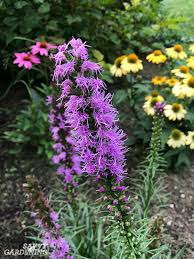 Low water plants purple perennials sage plant salvia deer resistant plants landscaping plants may night salvia high country gardens salvia choosing plants for arches and pergolas. Purple Perennial Flowers 24 Brilliant Choices For Gardens