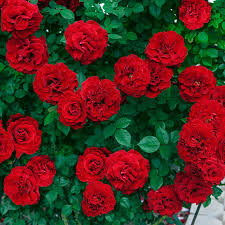 * ramblin red climbing rose. Lady In Red Climbing Rose Roses Spring Hill Nurseries