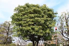 ユズリハ 譲り葉 庭木図鑑 植木ペディア