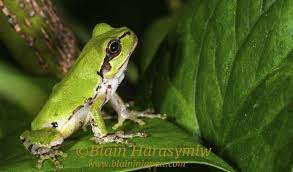Japanese Tree Frog Tree Frogs Japanese Tree Common Frog