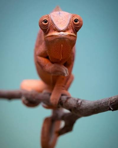 This female panther chameleon is pretty in pink at @kammerflagekreations!  💖 TRR is made possible by @chewy #pantherchameleon #furciferpardalis # chameleon #lizard #reptile #reptilepets #reptilefanatics  #reptilephotography #reptilekeeper #herpetology ...