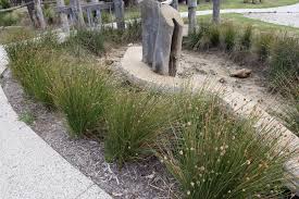 Image result for Ficinia