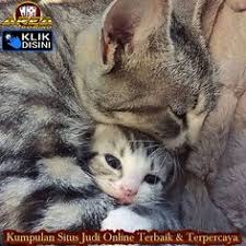 Tapak tangan bertemu dan memegang kedua belah tangan rakan. 180 Koleksi Tingkah Aksi Kucing Peliharaan Ideas Cats Animals Kittens Cutest