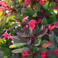 Image result for Euphorbia