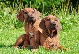 Find Rhodesian Ridgeback Puppies In Your Area And Helpful Tips And Info All Purebred Rhodesian Ridgeback Puppies Are From Akc Register Honden Hondenhok Dieren