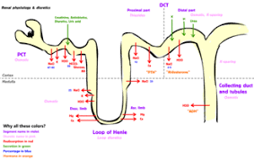 Diuresis Wikipedia