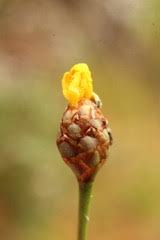 Image result for Xyris straminea