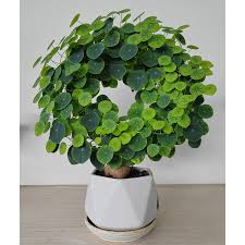 Image result for Salacia erecta