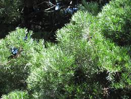 Image result for Afrocarpus falcatus