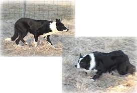 Rough Vs Smooth Border Collie Collie Border Collie Shedding Border Collie