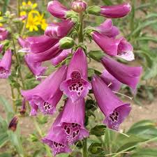 Image result for Digitalis purpurea