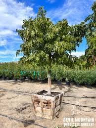 Image result for Brachychiton