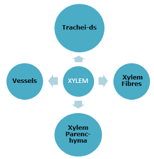 Maybe you would like to learn more about one of these? Which Components Of Xylem Are Living And Which Ones Are Dead