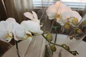 Buy orchid on the cheapest exchange. Grocery Store Orchids The Cavender Diary