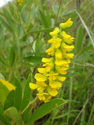 Image result for Eriosema psoraleoides