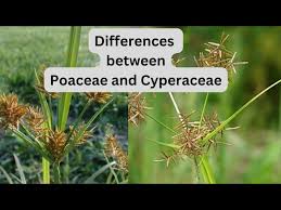 Image result for Cyperaceae