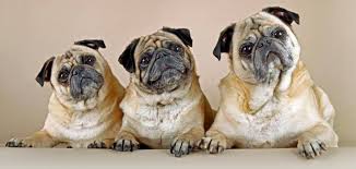 Pug Mops Kopekler Com