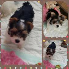 We did not find results for: Stunning Ckc Parti Yorkie Puppies For Sale In Lancaster Kentucky Classified Americanlisted Com