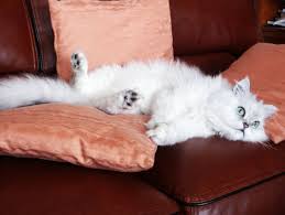 Evde Beslemek Icin En Uygun Kedi Turleri Eksi Seyler