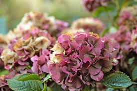 We did not find results for: Pruning Hydrangeas A Step By Step Guide For Old And New Wood Here By Design
