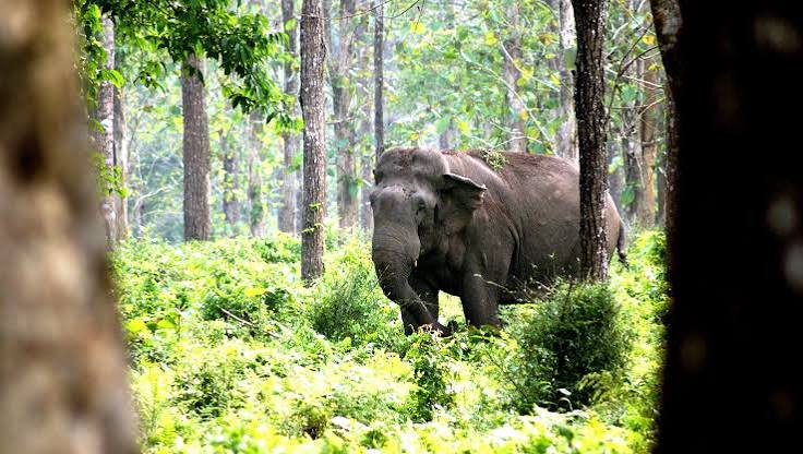 What's for lunch? Elephants are picky eaters finds study in northern West Bengal
