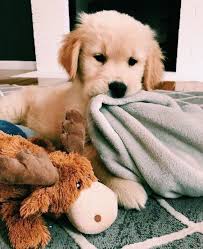 Pin By Lina Lu On Cutieeee In 2020 Cute Little Puppies Cute Animals Funny Animals