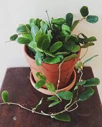 Hoya Rotundiflora Care Photographs And Common Issues Planthelp Me In 2021 Hoya Plants Plant Cages House Plants