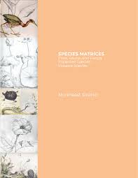 Image result for Orthochilus subulatus