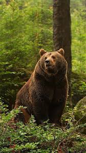 Beautiful Grizzly In The Woods Grizzly Bear Spring Animals Wildlife Photography