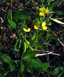 Image result for Vigna umbellata