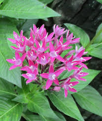 Check spelling or type a new query. Tanaman Hias Pentas Bunga Pentas Lanceolata Lazada Indonesia