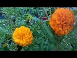 How to collect seeds from sunflower. 518 Quick Germination Of Marigold Through Seed Hindi Urdu 22 9 17 Youtube