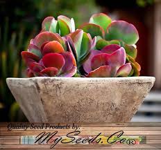Flapjack Plant Kalanchoe Species Mix Fancy Ruffled Succulent Vibrant Color Sun Shade Or Windowsill Inflorescence Orange Blooms Suculentas Plantas Estranhas Cactos E Suculentas