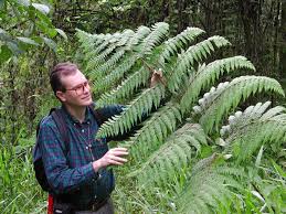 Image result for Hypolepis