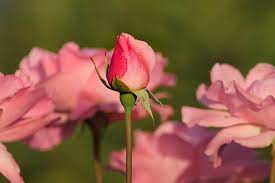 Mawar sering dikatakan sebagai salah satu jenis dari tanaman semak yang berasal dari keluarga genus rosa yang sekaligus nama dari bunga yang diperoleh oleh tanaman ini. Jenis Jenis Bunga Mawar Yang Ada Di Dunia Lengkap Dengan Gambar
