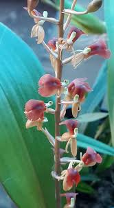 Image result for Liparis mulindana