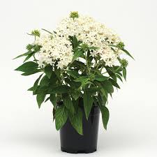 Image result for Pentas herbacea