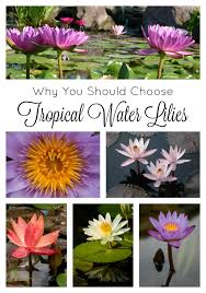 The pond lily seems to be in a stand still of time, their petals and leaves are trapped in an icy prison, where ice has frozen it in place leaving it unable to move. Why Choose Tropical Water Lilies Aquascape Inc