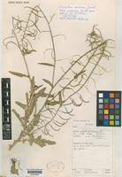 Image result for Erucastrum arabicum