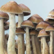 Mckennaii Psilocybe Cubensis Spores Stuffed Mushrooms Mushroom Cultivation Mushroom Spores