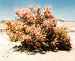 Check spelling or type a new query. Tamarisk Plant Genus Britannica
